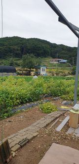 팜모닝 들깨·영농일지 게시글 이미지