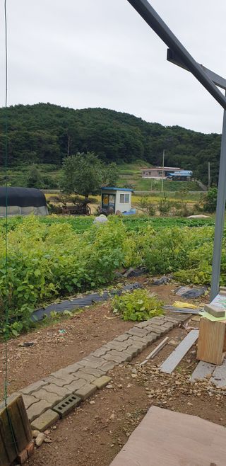 Kns4324님의 들깨 · 영농일지 작성글 사진