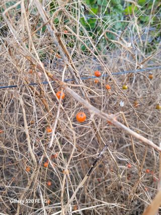 조상연님의 기타작물 · 영농일지 작성글 사진