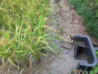 포도7969님의 벼 · 영농일지 작성글 사진