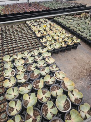 신상섭님의 기타작물 · 영농일지 작성글 사진