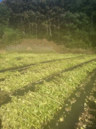 이상욱님의 들깨 · 영농일지 작성글 사진