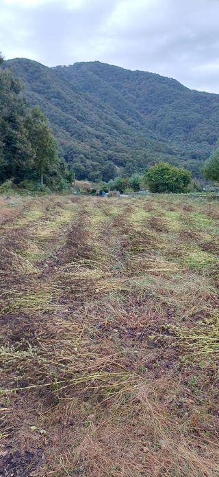 남궁봉님의 들깨 · 영농일지 작성글 사진
