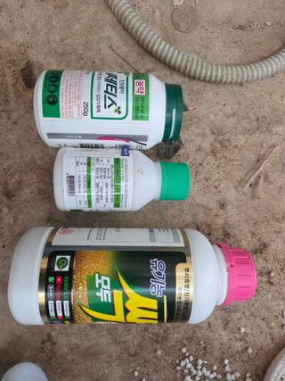 김동출님의 딸기 · 영농일지 작성글 사진