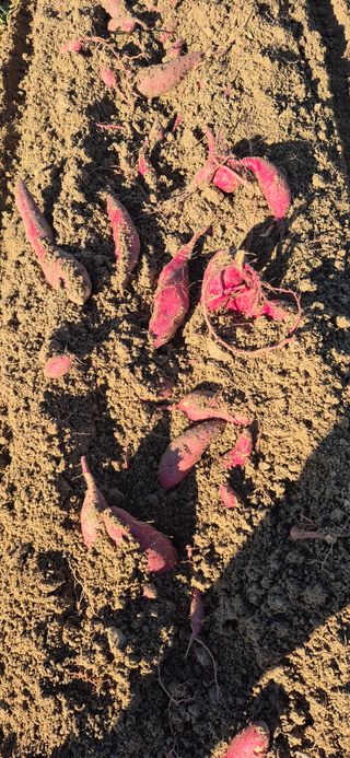 강성분님의 고구마 · 영농일지 작성글 사진