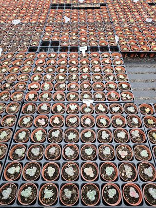 신상섭님의 기타작물 · 영농일지 작성글 사진