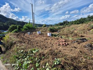 들깨18202님의 기타작물 · 영농일지 작성글 사진