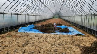 정지호님의 들깨 · 영농일지 작성글 사진