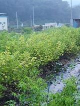 팜모닝 들깨·영농일지 게시글 이미지