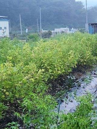 송씨네막내딸님의 들깨 · 영농일지 작성글 사진