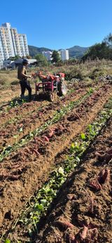 팜모닝 고구마·영농일지 게시글 이미지