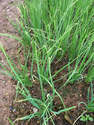 전진욱님의 파 · 영농일지 작성글 사진