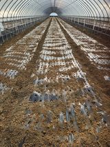 팜모닝 파·영농일지 게시글 이미지