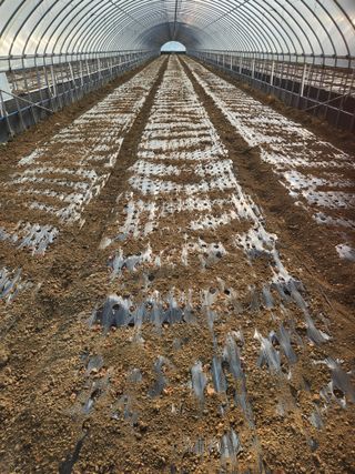 김저팔계님의 파 · 영농일지 작성글 사진