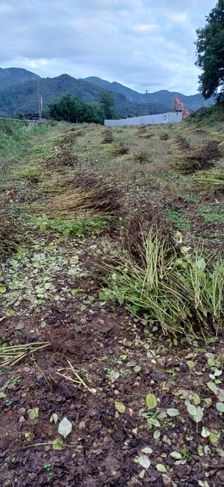 남궁봉님의 들깨 · 영농일지 작성글 사진