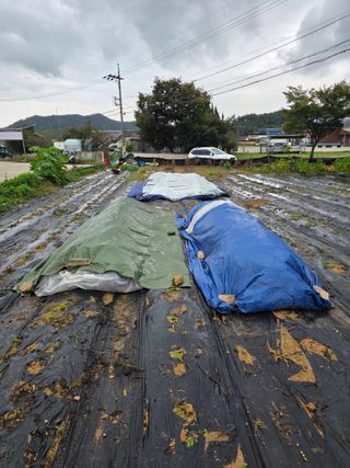 병섭님의 들깨 · 영농일지 작성글 사진
