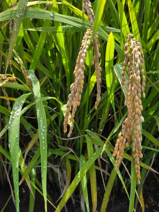 병섭님의 벼 · 영농일지 작성글 사진