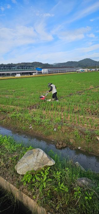 구춘봉님의 마늘 · 영농일지 작성글 사진
