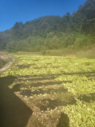 이상욱님의 들깨 · 영농일지 작성글 사진