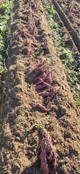 강성분님의 고구마 · 영농일지 작성글 사진