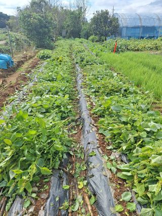 김용환님의 들깨 · 영농일지 작성글 사진