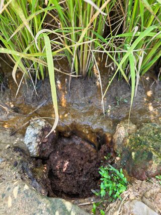 병섭님의 벼 · 영농일지 작성글 사진