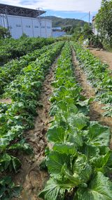 팜모닝 배추·영농일지 게시글 이미지