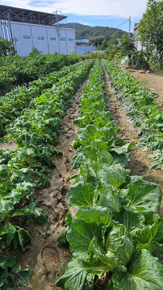 이순정님의 배추 · 영농일지 작성글 사진