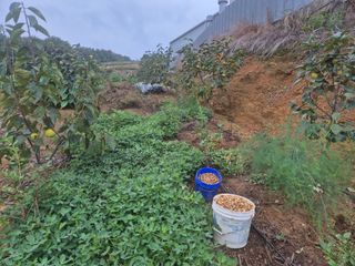 최진일님의 감 · 영농일지 작성글 사진