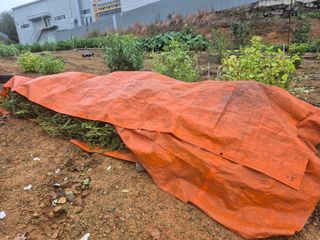 최진일님의 감 · 영농일지 작성글 사진