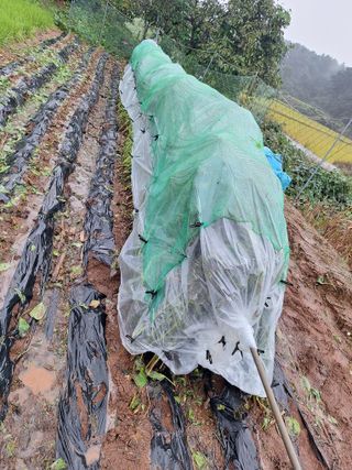 김용환님의 들깨 · 영농일지 작성글 사진