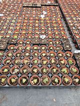 팜모닝 기타작물·영농일지 게시글 이미지