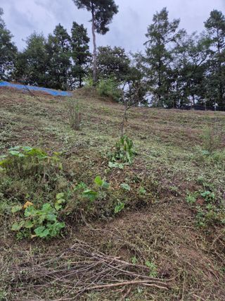 호랑이별님의 기타작물 · 영농일지 작성글 사진