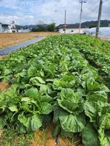 팜모닝 배추·영농일지 게시글 이미지