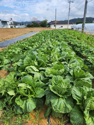 노복우님의 배추 · 영농일지 작성글 사진