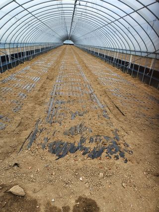 김저팔계님의 파 · 영농일지 작성글 사진