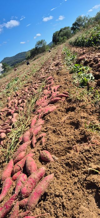 강성분님의 고구마 · 영농일지 작성글 사진