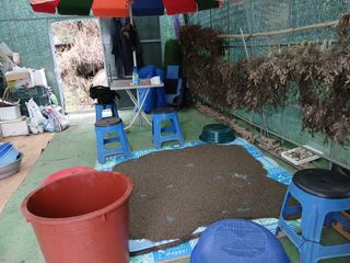 한골머스마님의 들깨 · 영농일지 작성글 사진