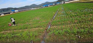 구춘봉님의 마늘 · 영농일지 작성글 사진