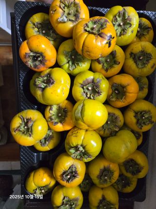 Captain김상곤님의 감 · 영농일지 작성글 사진