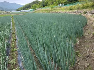 이용근님의 파 · 영농일지 작성글 사진