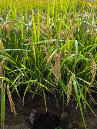 병섭님의 벼 · 영농일지 작성글 사진