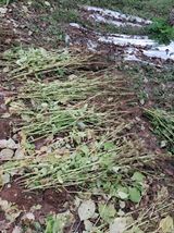 팜모닝 기타작물·영농일지 게시글 이미지