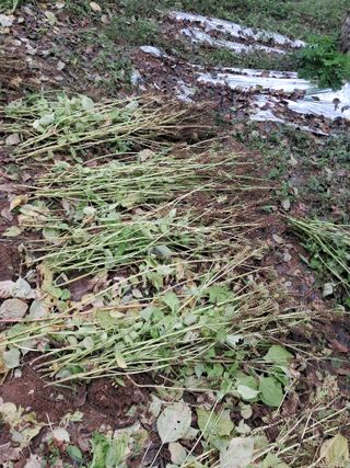 구강회님의 기타작물 · 영농일지 작성글 사진