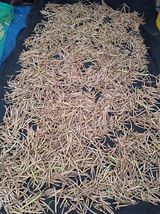 팜모닝 들깨·영농일지 게시글 이미지