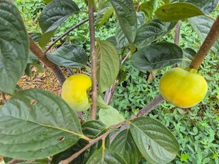 최진일님의 감 · 영농일지 작성글 사진