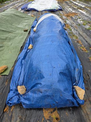 병섭님의 들깨 · 영농일지 작성글 사진