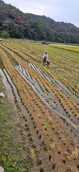 구춘봉님의 마늘 · 영농일지 작성글 사진