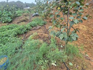 최진일님의 감 · 영농일지 작성글 사진