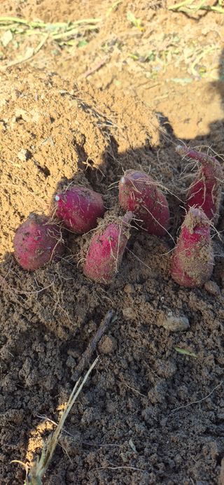 강성분님의 고구마 · 영농일지 작성글 사진